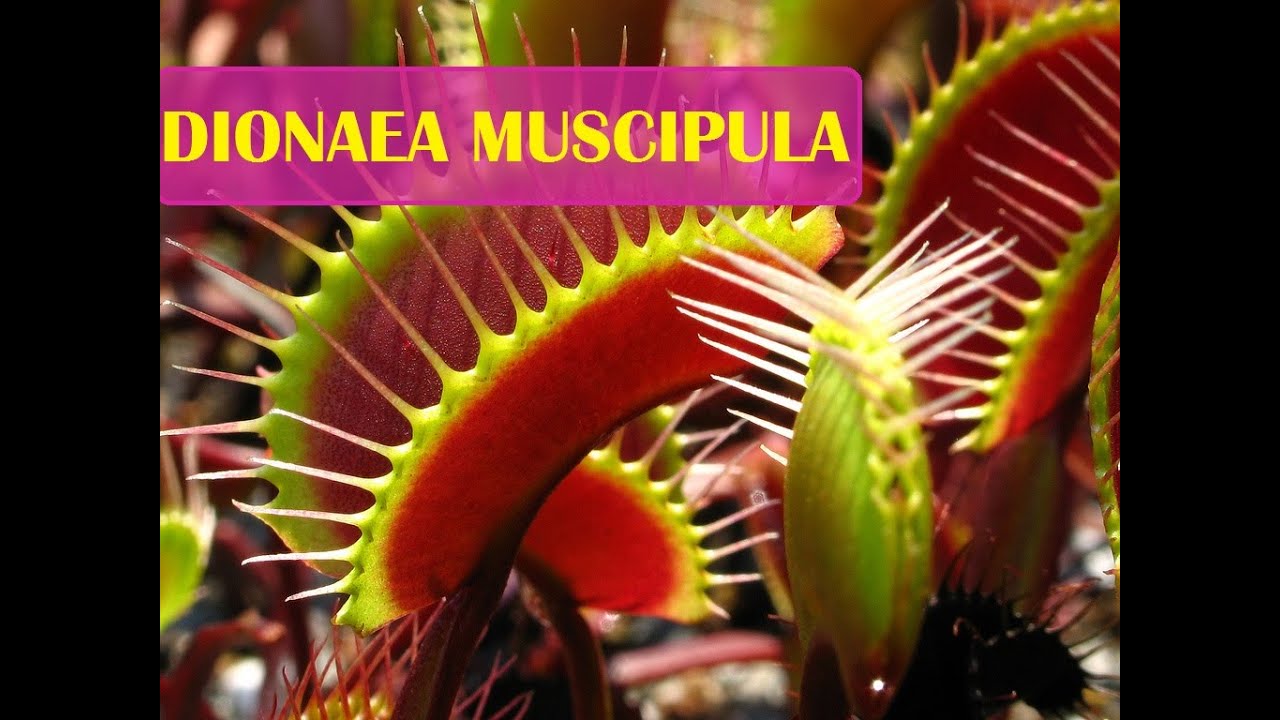 La Dionaea Muscipula : Plante Carnivore