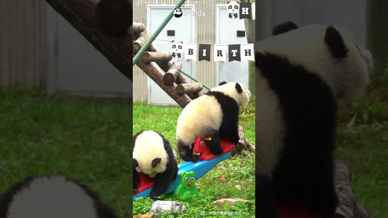 Who Is Heavier? The Seesaw Will Show You | iPanda #shorts