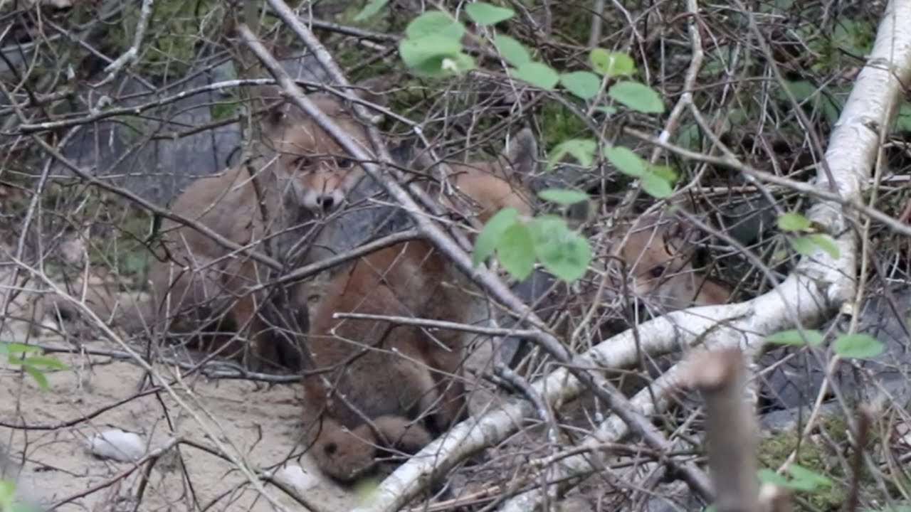Four Young Foxes near the Chicken Coup #shorts