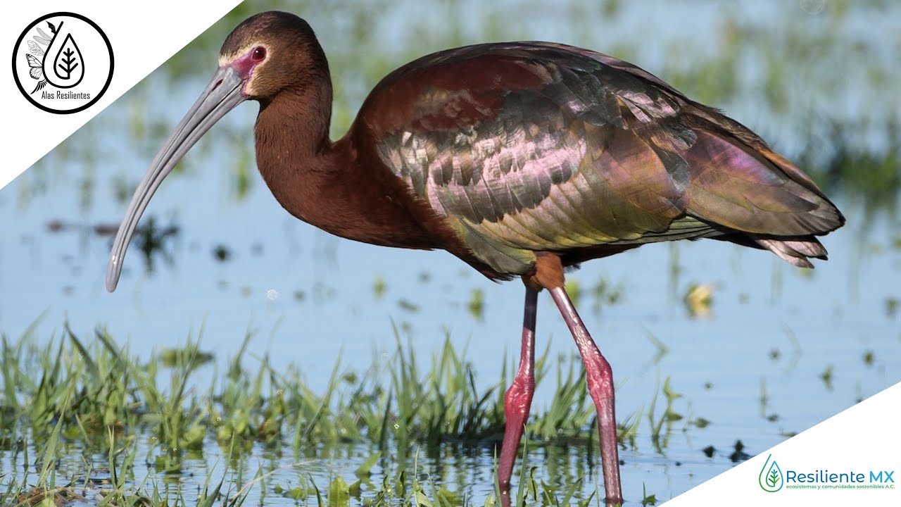 VOZ y LLAMADOS Ibis Ojos Rojos (Plegadis chihi) White faced Ibis