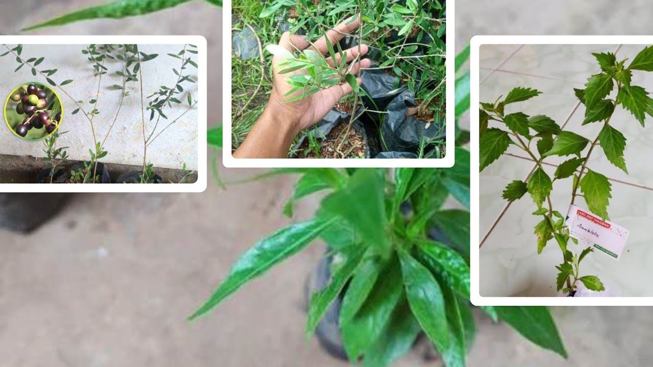 Jual Tanaman Herbal untuk Kebun Sehat di Rumah