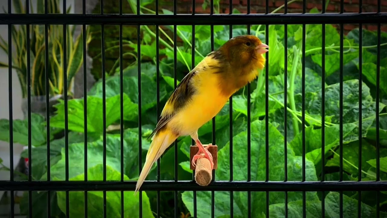 Belgian Canary Calls All The Canaries to Sing‼️ The Best Canary Training🐦