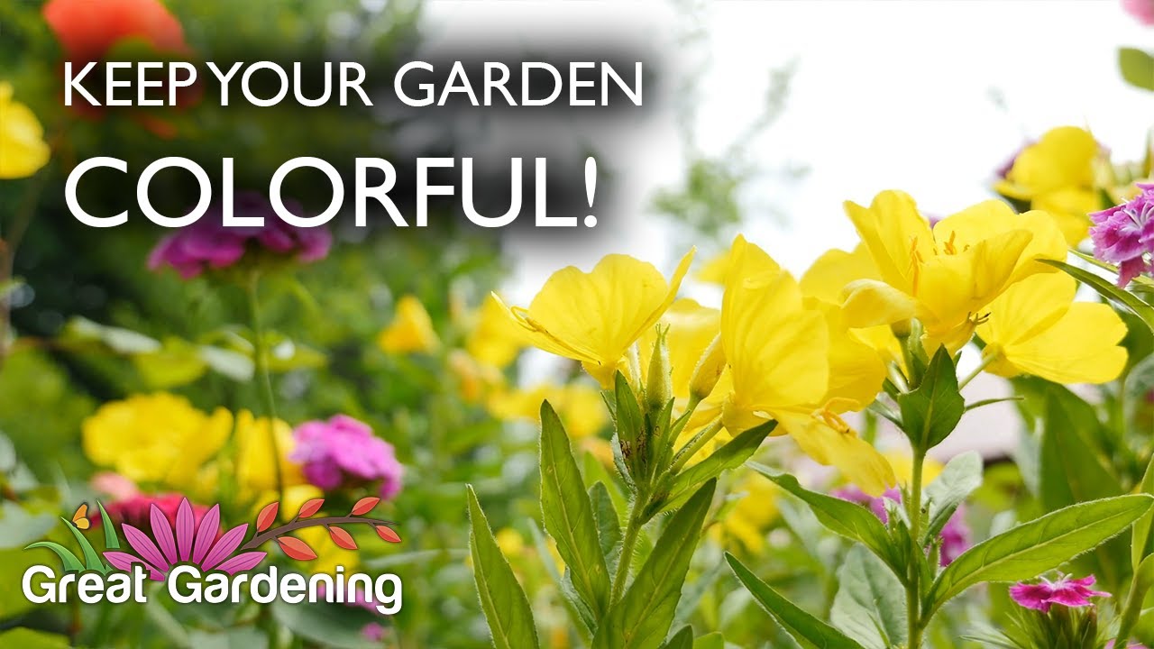 Do You Want a Colorful Garden? We Have Tips!