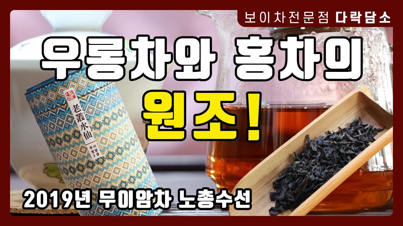 우롱차 홍차의 시작 복건성 무이산 오룡차 추천  | 2019년 정암 1급 무이암차 노총수선 #우롱차 #복건성 #오룡차