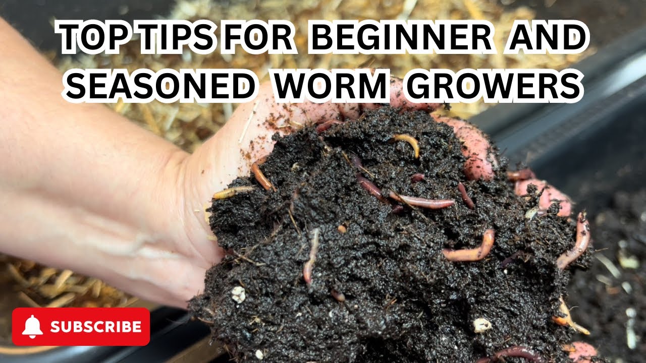 How to Start Vermicomposting (Worm Composting for Beginners!)