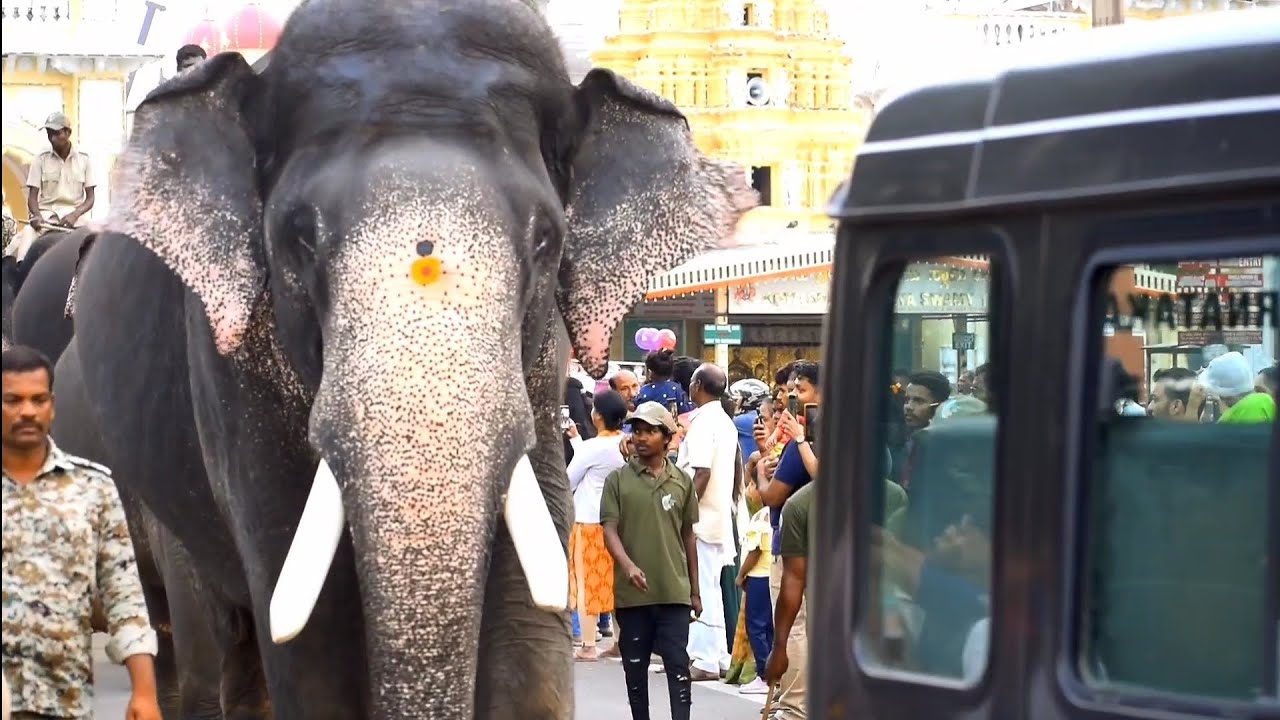Dasara Elephants evening walk from Balarama gate with the captaincy of Arjuna