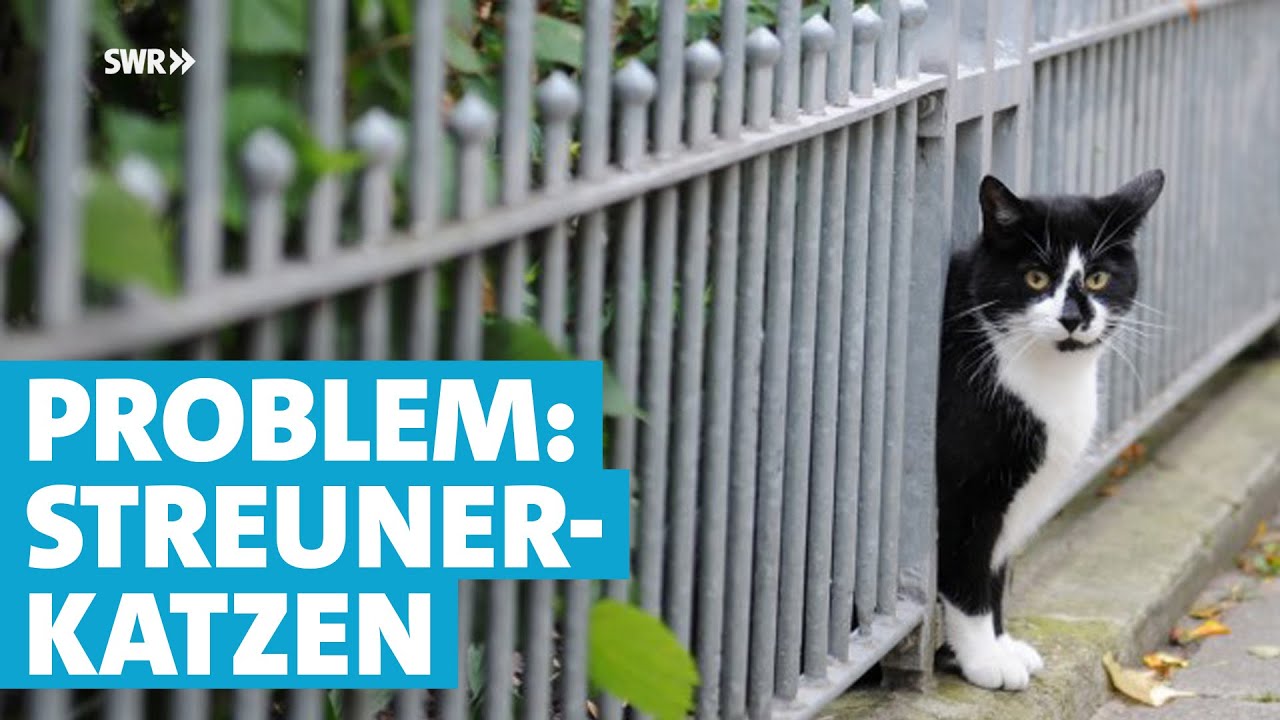 Warum Tierschützer immer häufiger die Kastration von Katzen fordern