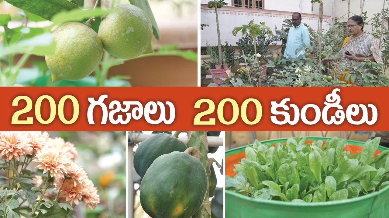 200 గజాలు 200 కుండీలు