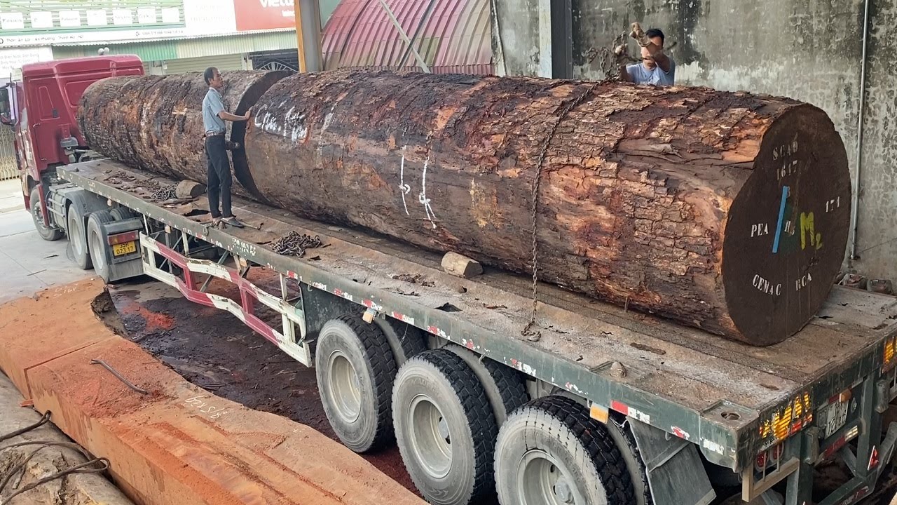 The Largest Wood Processing Factory in the Country - Perennial Wood Treasures in the Forest