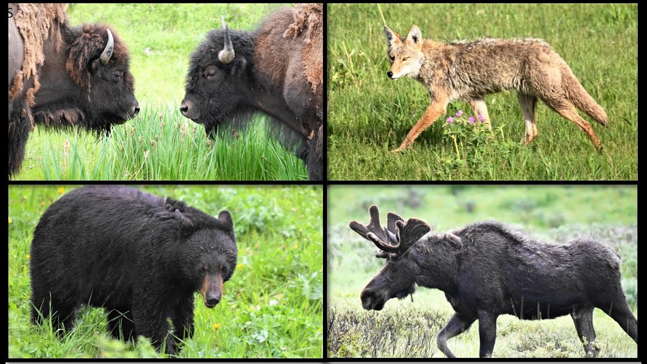 Lamar Valley  Yellowstone, Hot spot for wildlife!