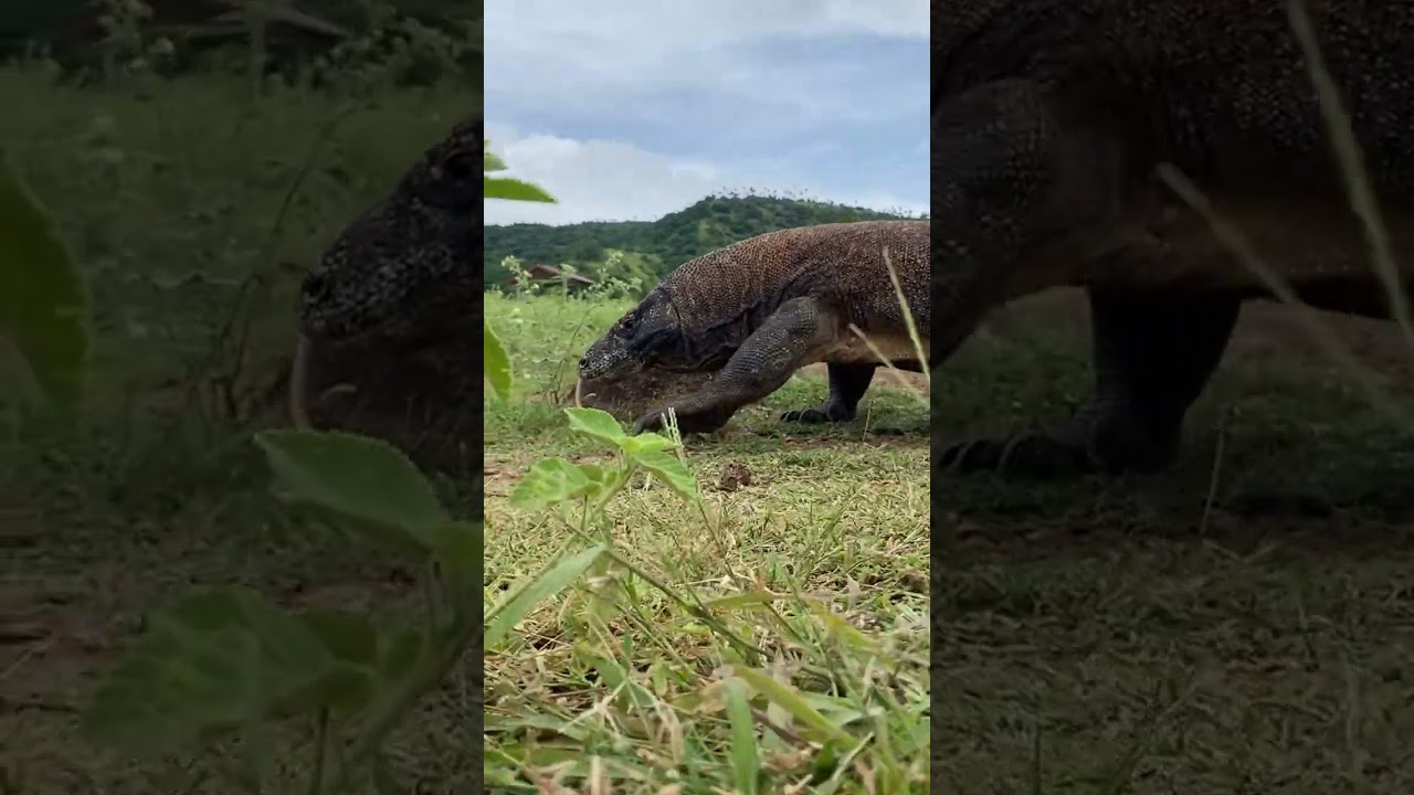 amazing top predator #animals #wildlife #shorts #viral #viralshorts