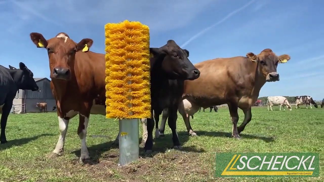 Viehbürste EasySwing TOTEM