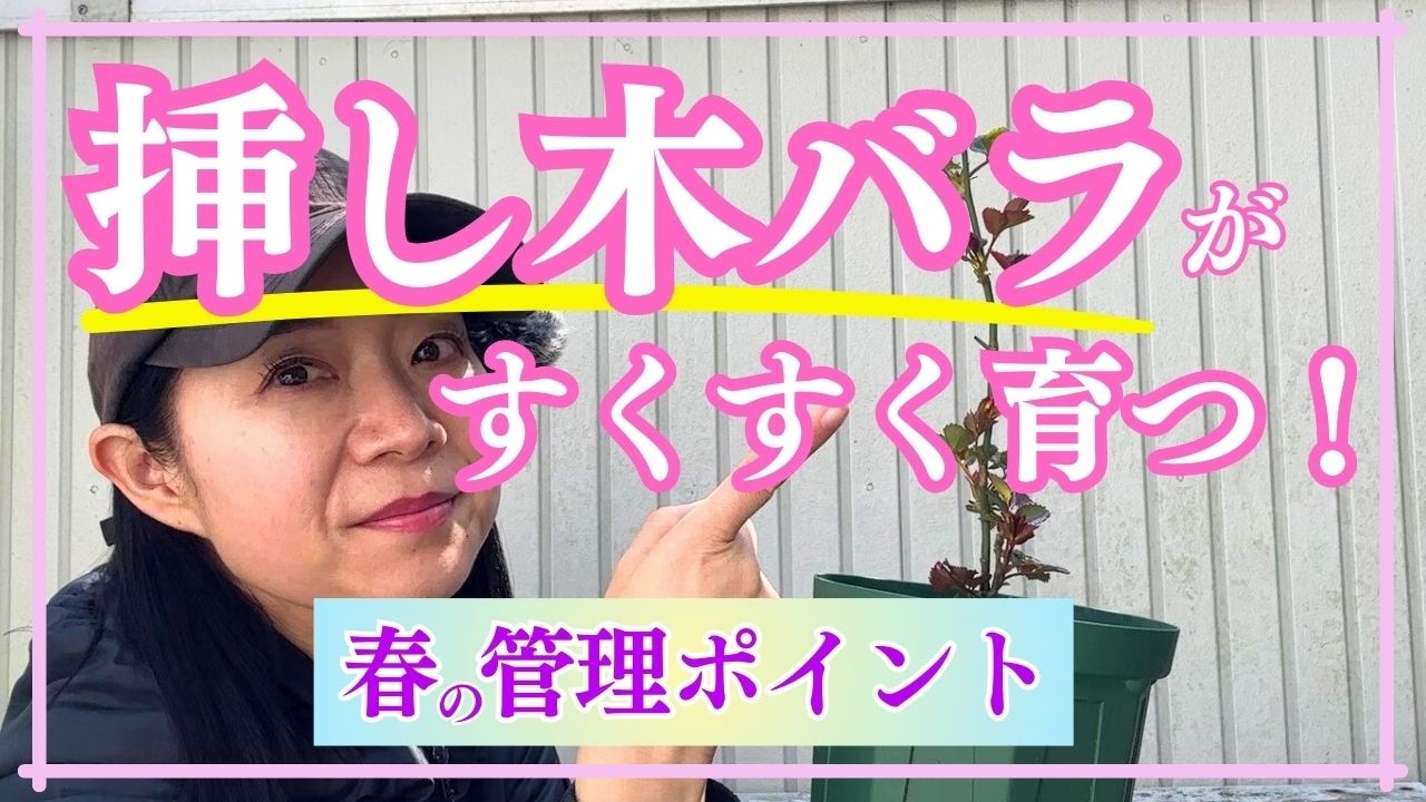 【挿し木苗のバラ】春の超重要ポイント４つを解説します♪