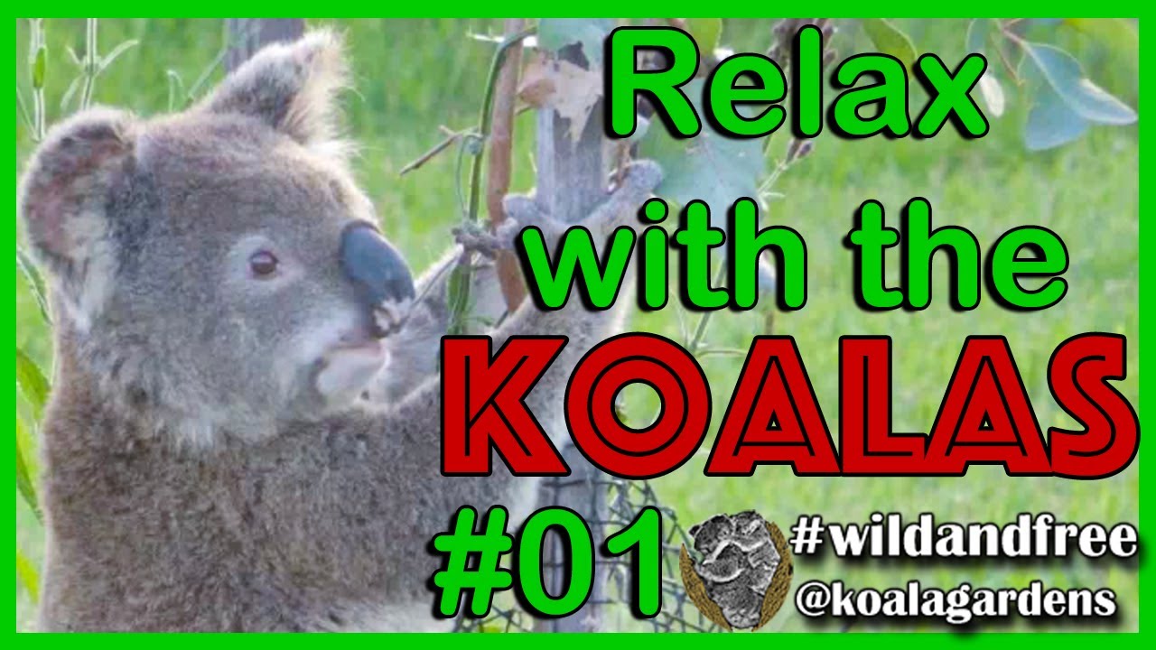 The Zen of Koala Relaxation ❣️🐨💚  kick back and relax with Clinger koala.