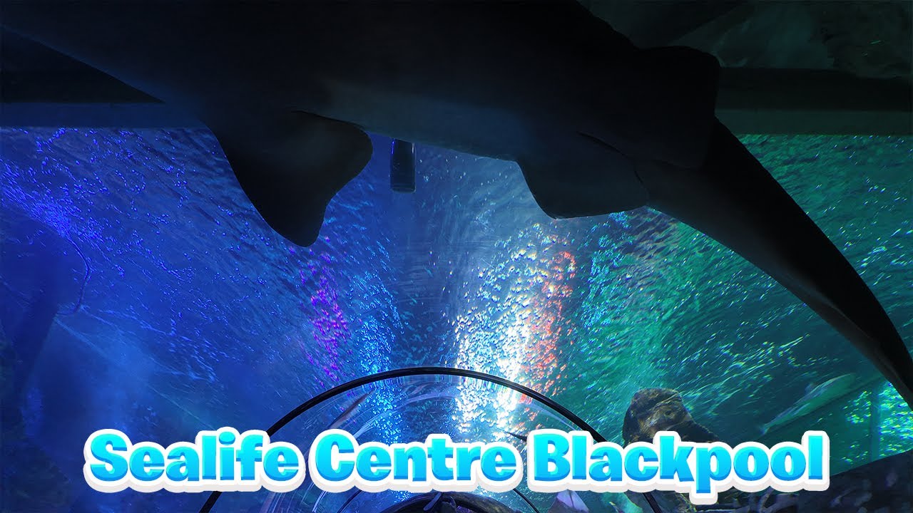Blackpool Sealife Centre Walkthrough