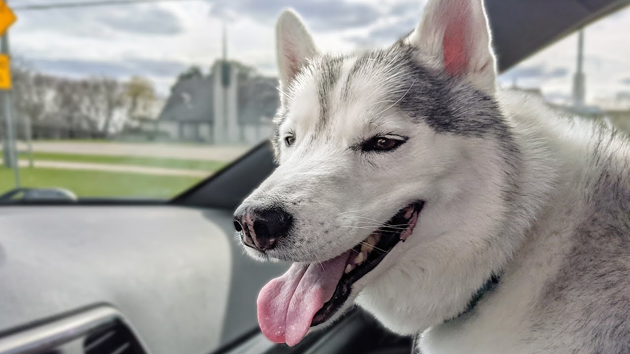 Memphis the Husky Has a Chiropractor Appointment!