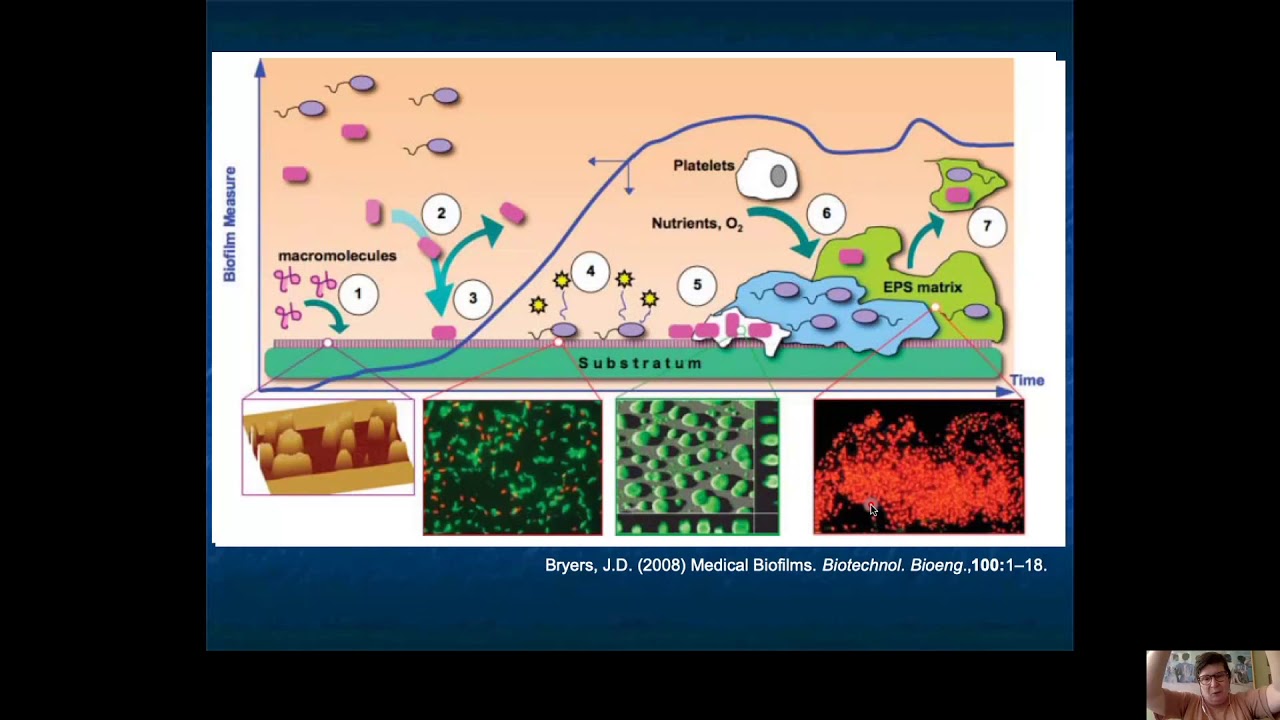 Biofilmes e Quorum Sensing   parte 1