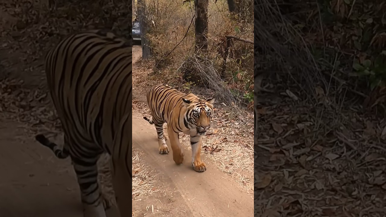 Tadoba tiger #wildlife #wildlifephotography #nature #animal #tiger #tadoba #tadobanationalpark #2024