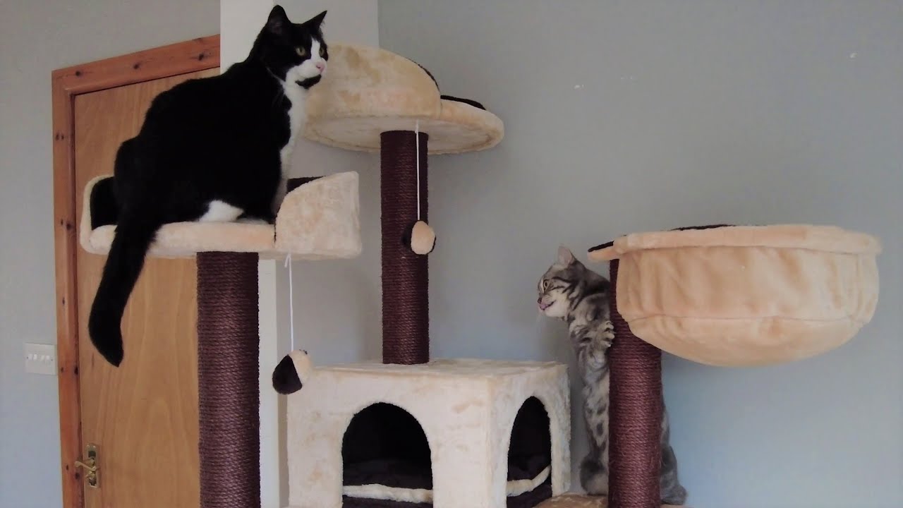 Cats & Kitten React To New Cat Tree