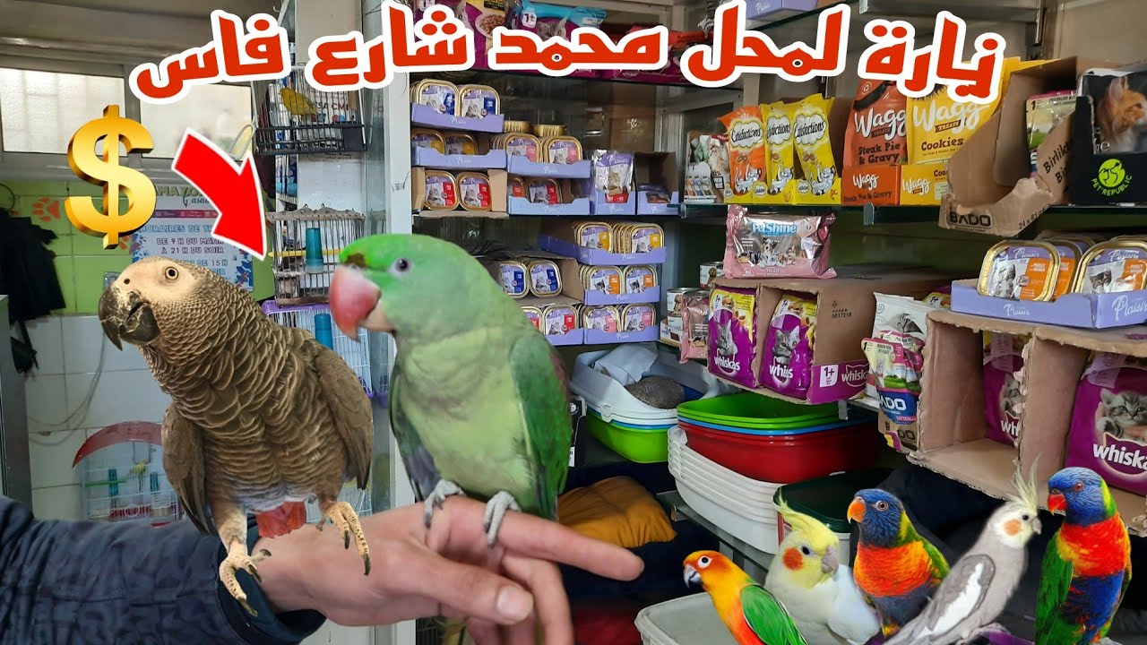 زيارة لمحل محمد شارع فاس🔥أتمنة مختلف أنواع الطيور أكل لوازم القطط والكلاب فرجة ممتعة
