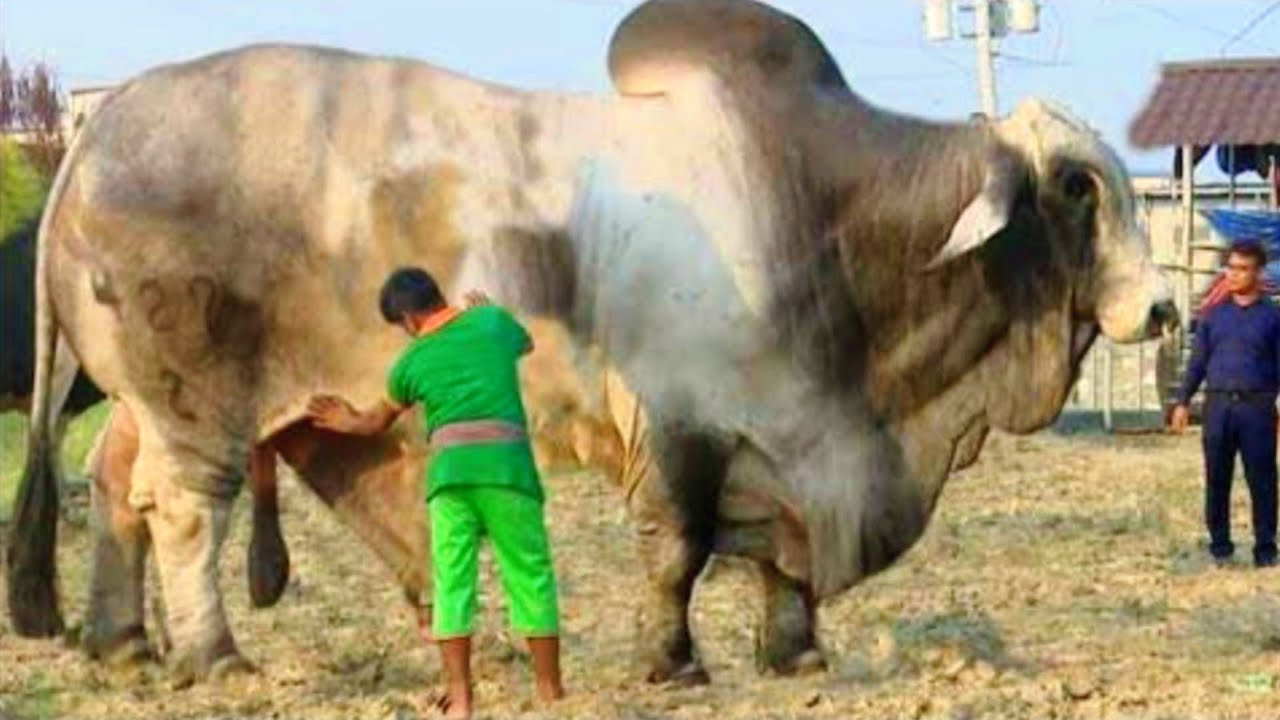 दुनिया का सबसे बड़ा सांड | Biggest Bulls Of Every Breed In The World