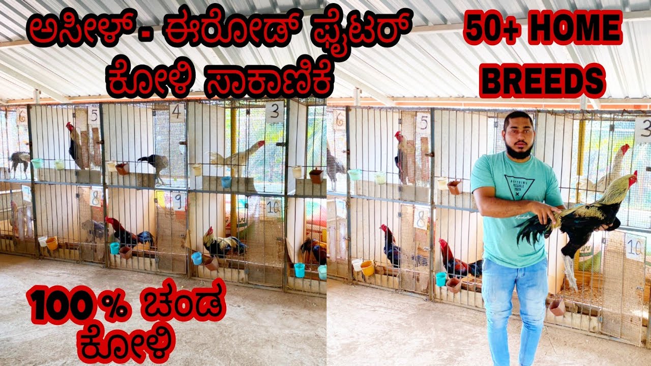 Karkala  ಅಸೀಲ್ - ಫೈಟರ್ ಕೋಳಿ ಸಾಕಾಣಿಕೆ part - 1 || How to take care birds || Good feeds for birds ||