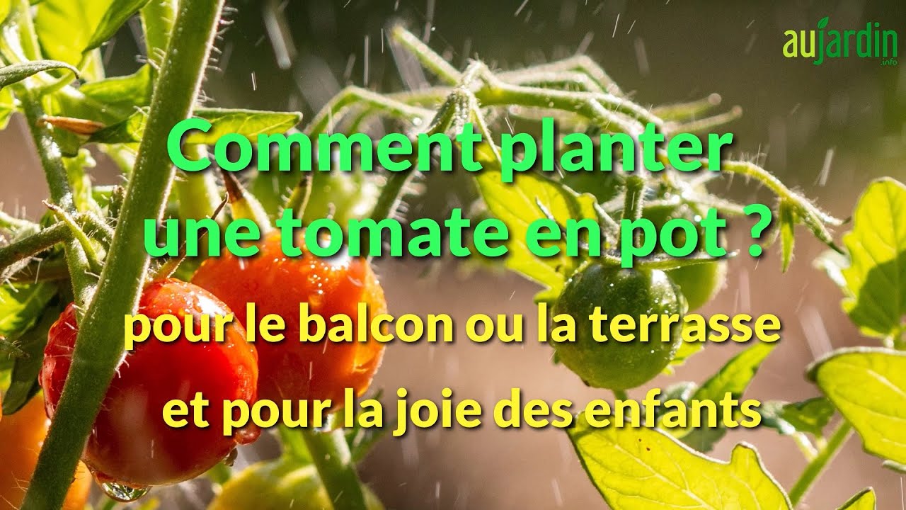 COMMENT PLANTER les  TOMATES en POT🍅 Pour la CULTURE sur le BALCON ou la TERRASSE
