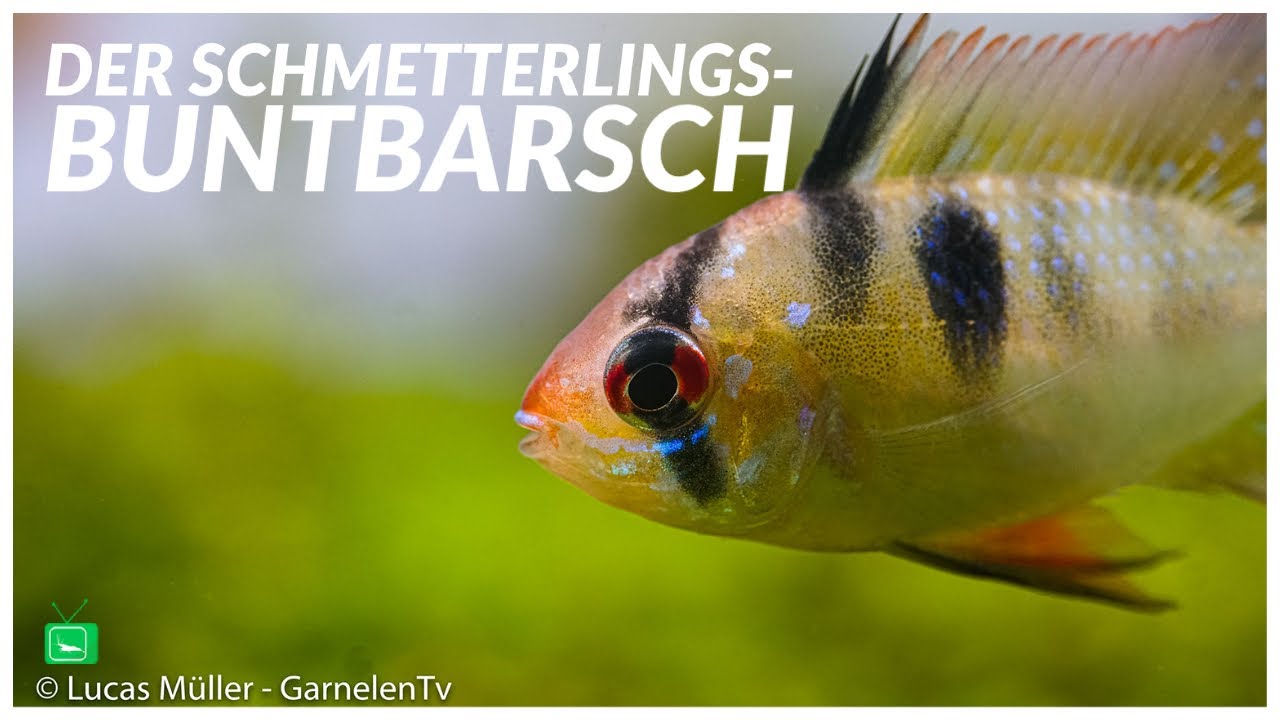 Südamerikanischer Schmetterlingsbuntbarsch | Mikrogeophagus ramirezi | GarnelenTv