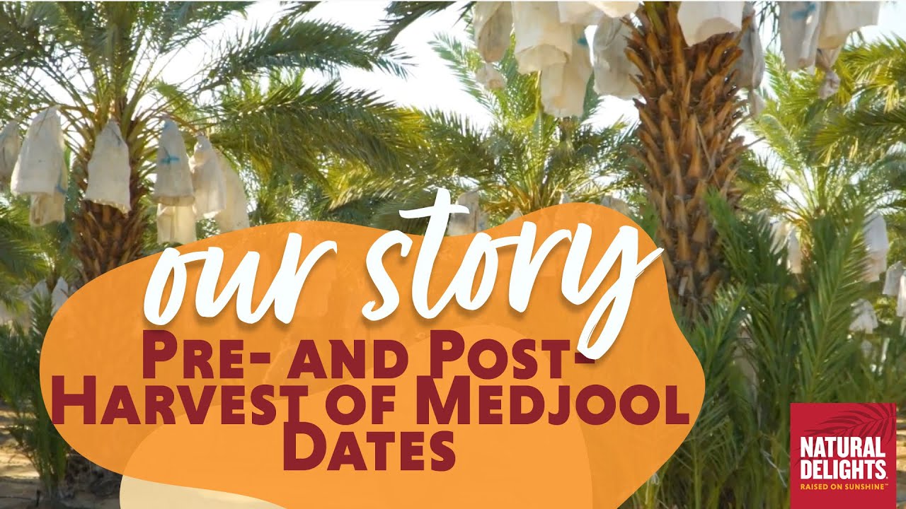 Pre- and Post-Harvest of Medjool Dates