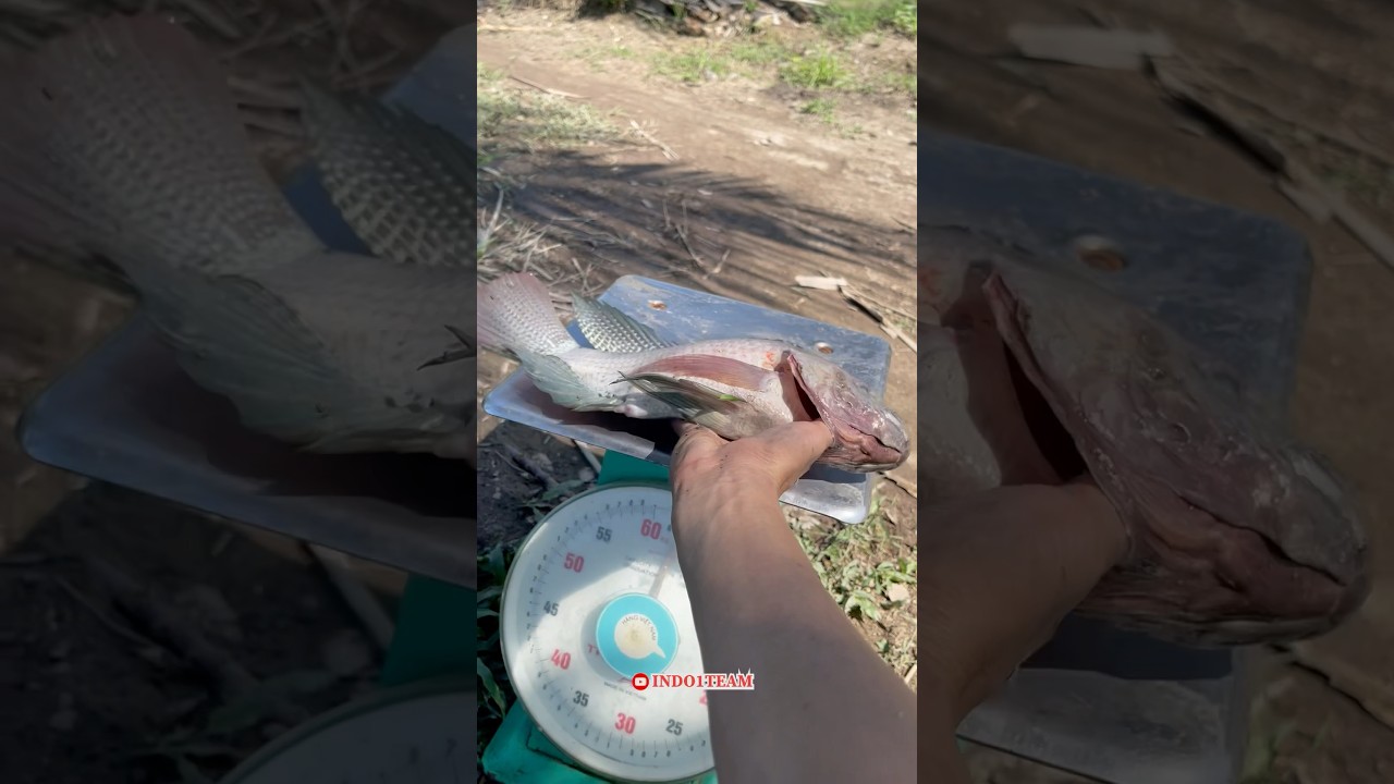 Klarifikasi & pembuktian ikan jaer ukuran 1 KG 😱
