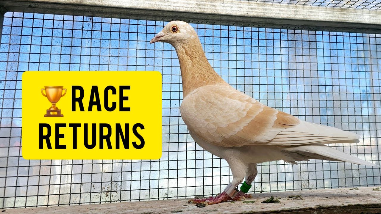 Two Pigeon Races This Week