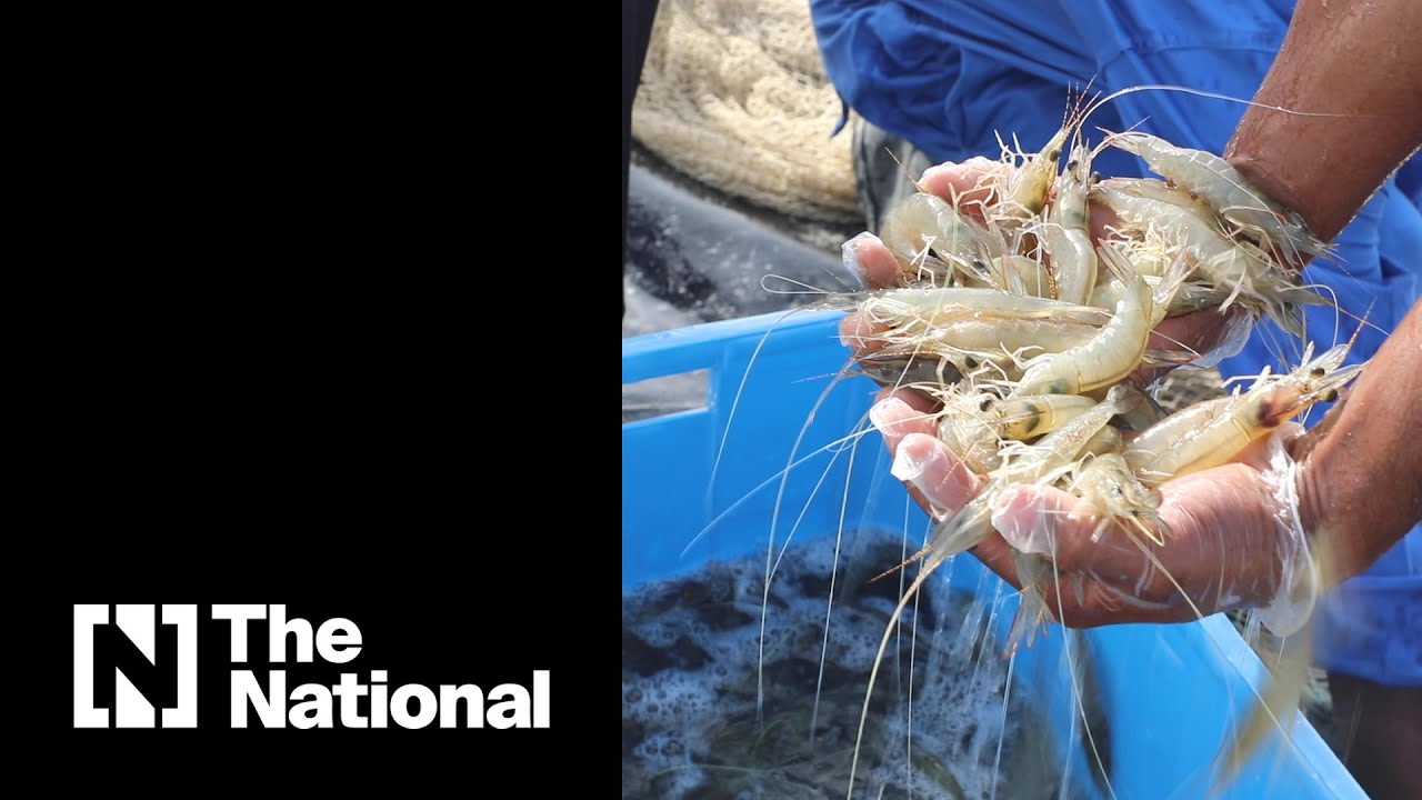 Inside the UAE's only shrimp farm