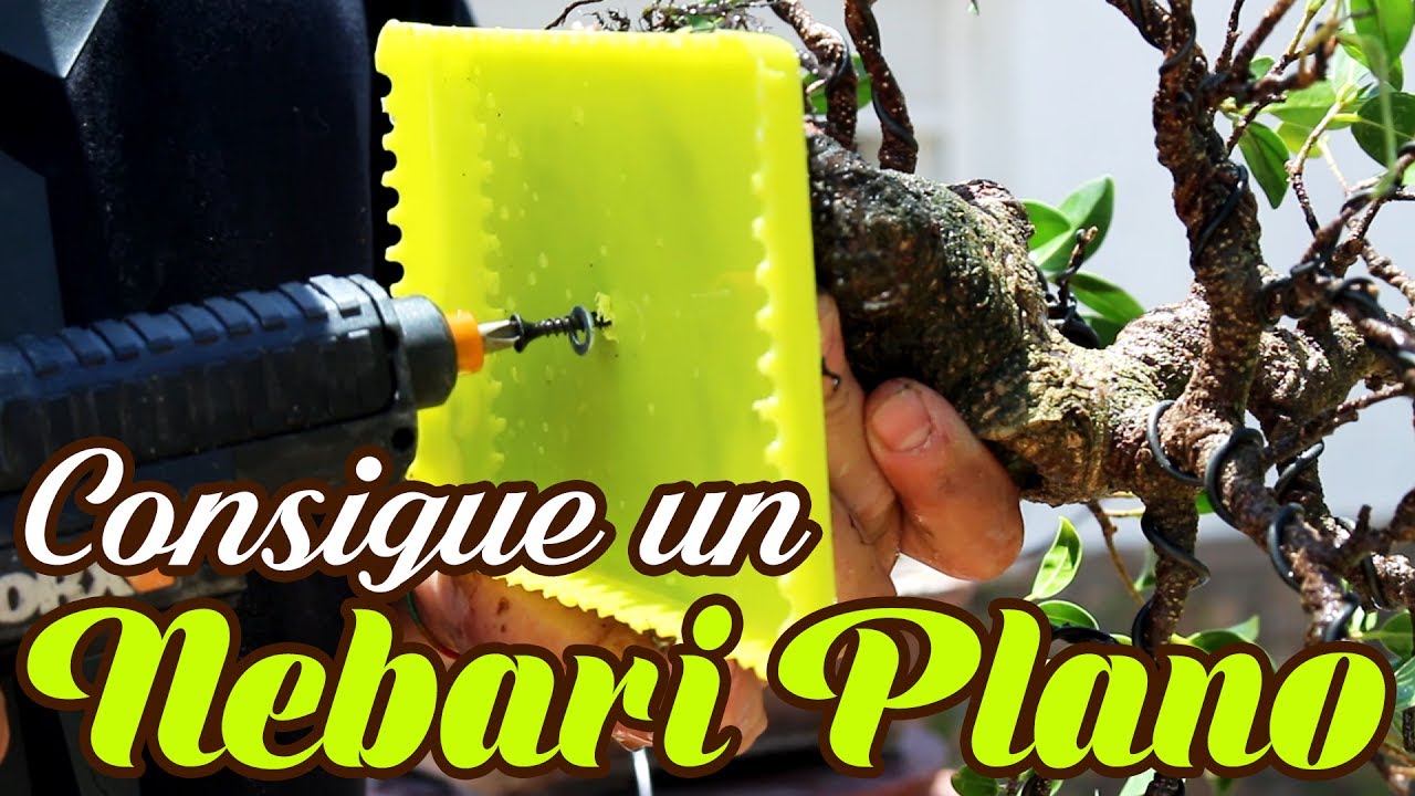 Nebari plano - La mejor técnica para conseguirlo
