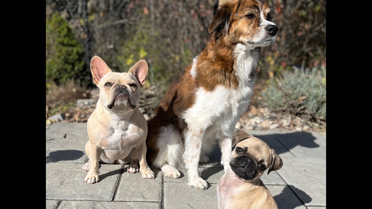 Dogs and the AIP Model Explained