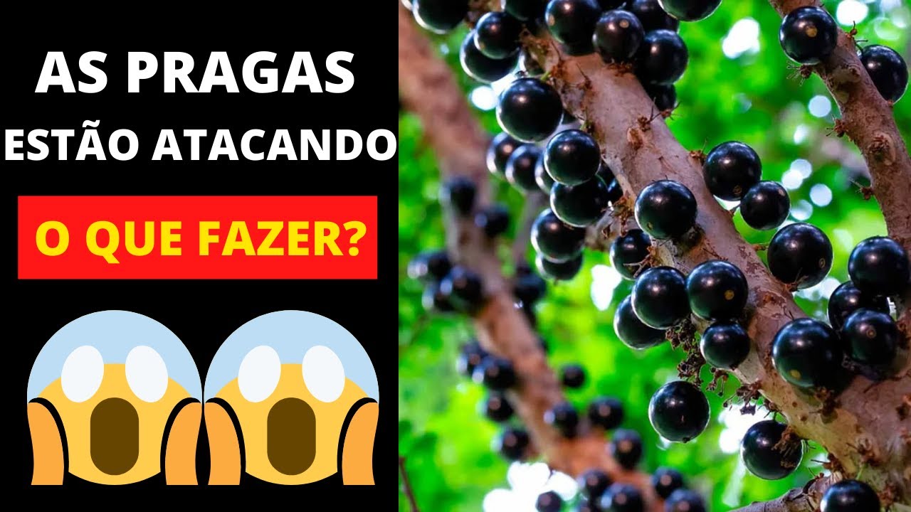 🔴 ENCHEU DE PRAGAS NOS FRUTOS DA JABUTICABEIRA - COMO COMBATER?! 😱