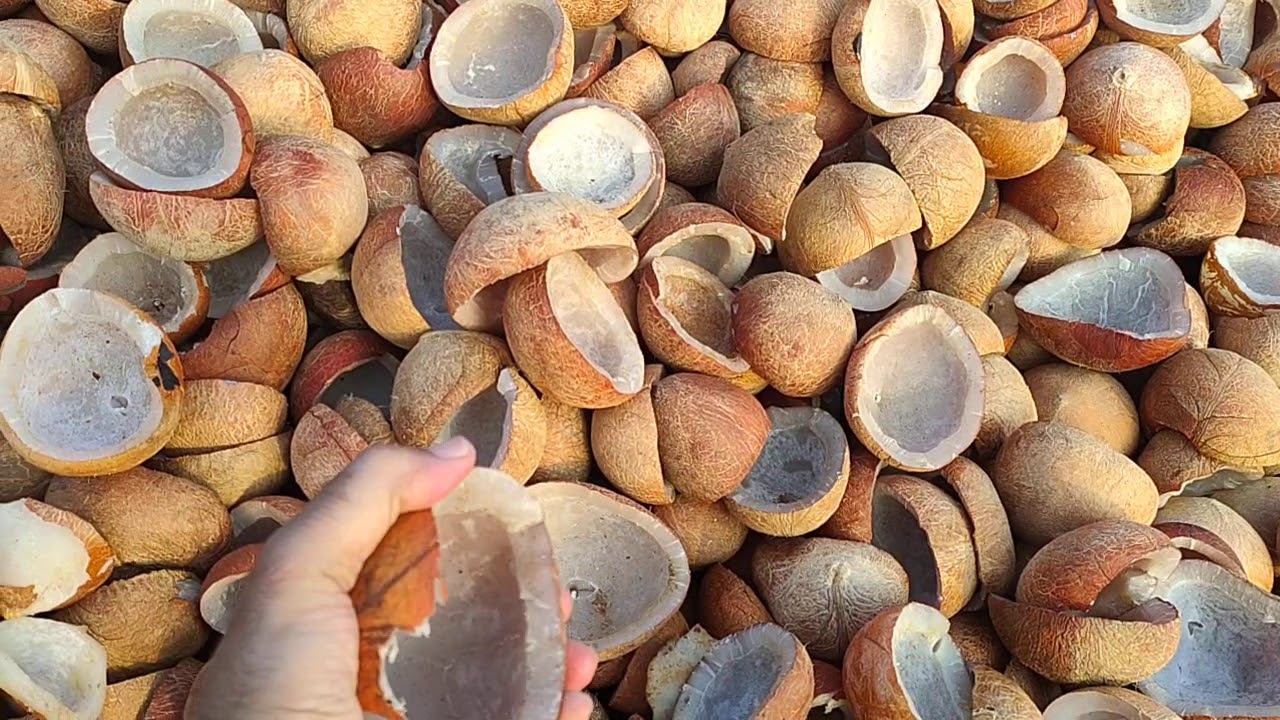 Edible copra making.