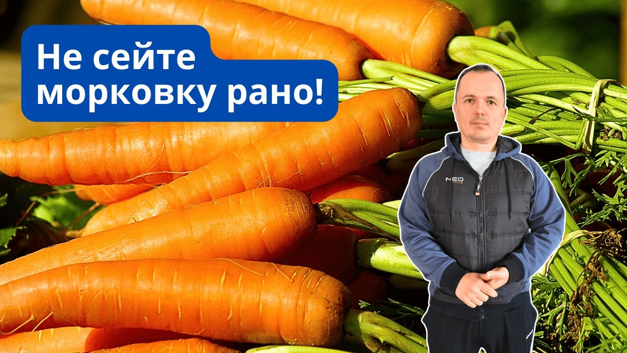Когда посеять морковку, что бы получился мощный корнеплод!  20.03