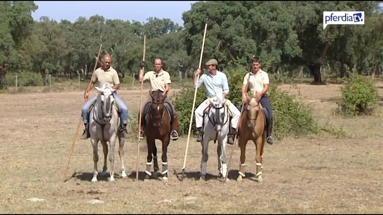 Dressur & Working Equitation | Pedro Torres