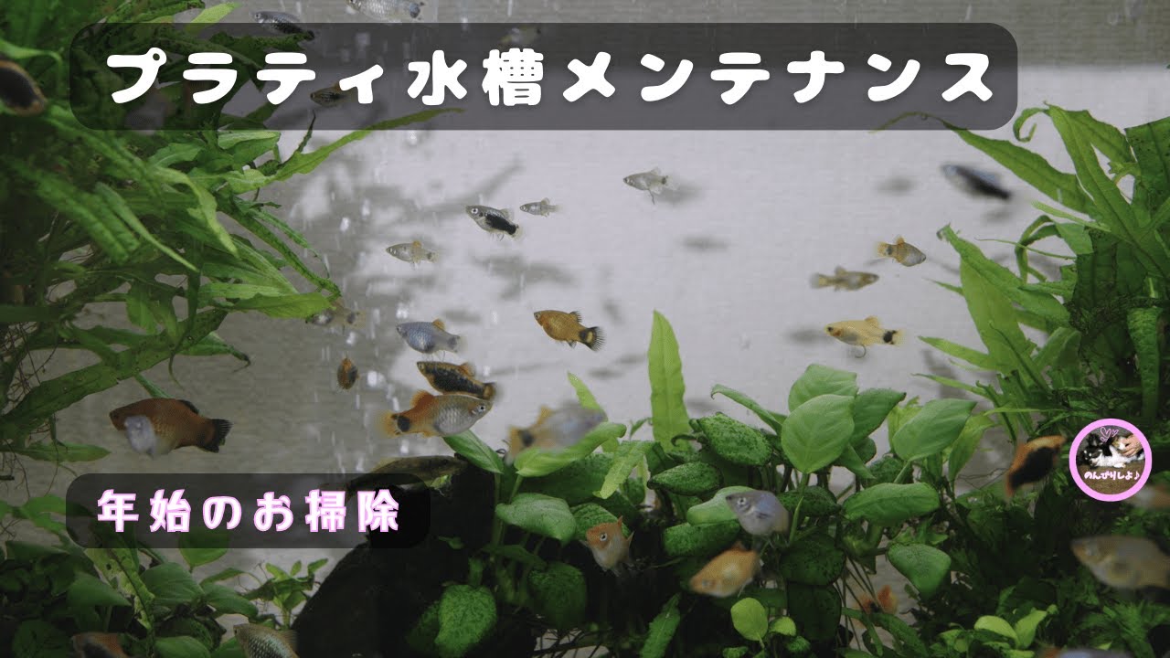 年明け🎍プラティ水槽メンテ🐟お魚たちの可愛い様子にも注目☺️【水槽メンテ #37】