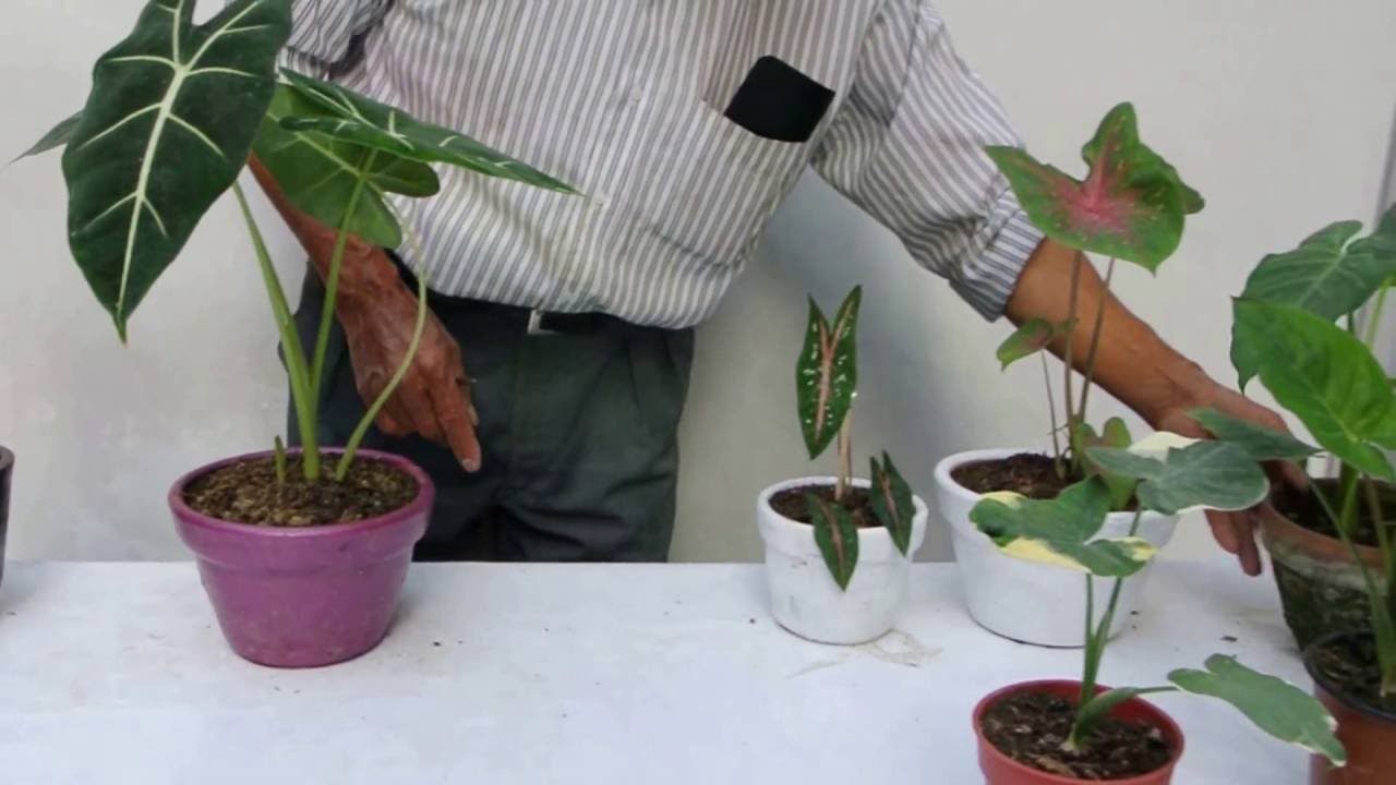 Una planta llamada Corazon de Jesus
