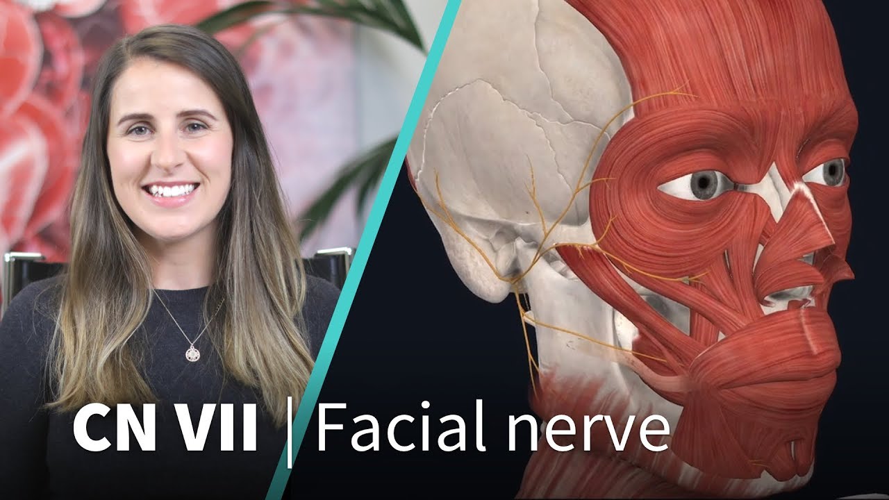 Anatomy Dissected: Cranial Nerve VII (facial nerve)