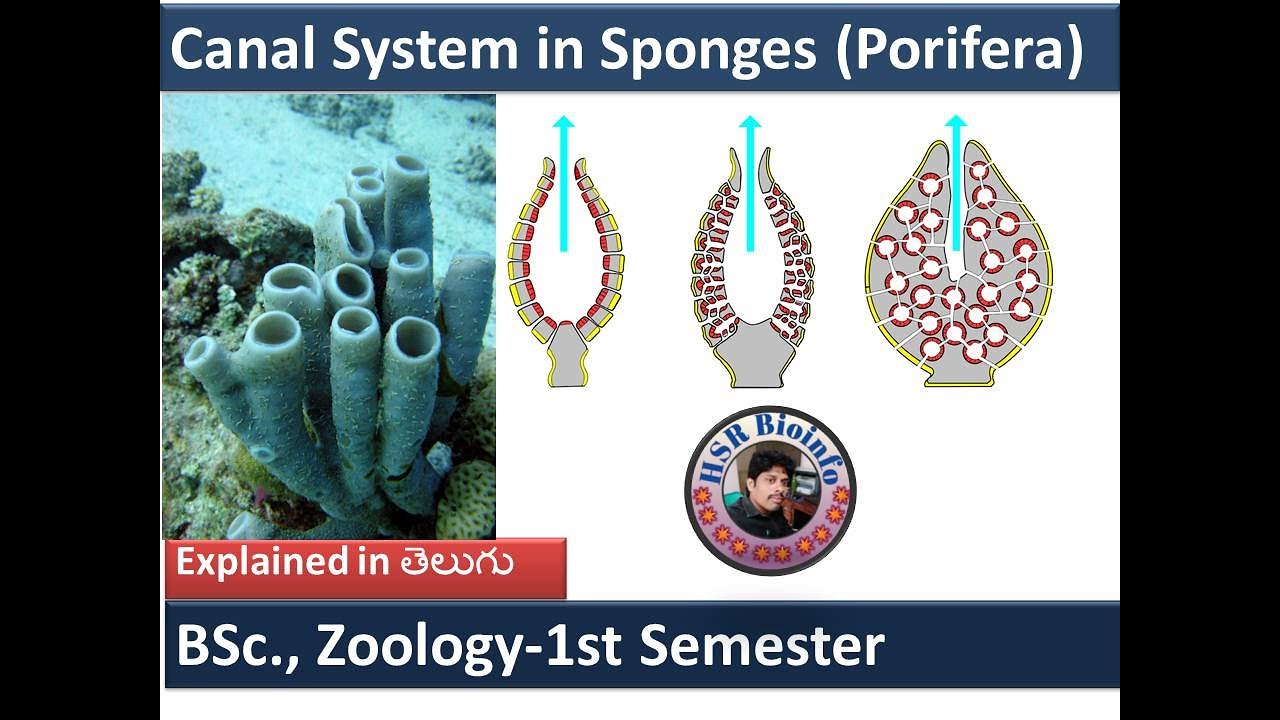 Система каналов у губок -1|Типы систем каналов у губок | Phylum Porifera|BSc || HSR Bioinfo