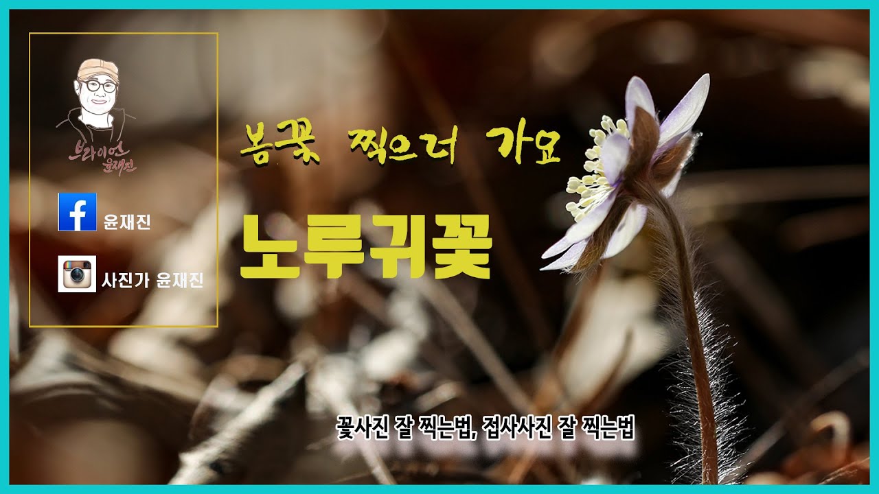 꽃사진 찍는법, 접사 사진 찍는법, 영월 노루귀꽃, Sigma 150mm F2.8 micro lense + Canon 80D
