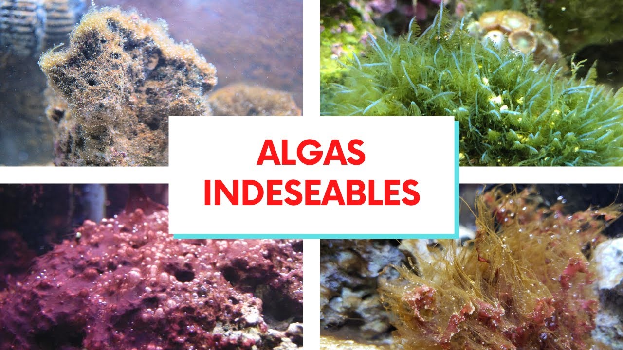 Algas Indeseables
