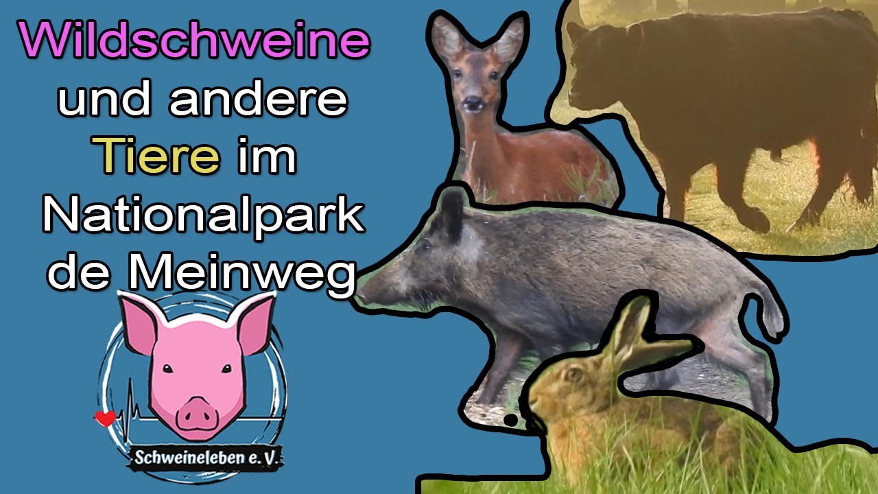 Wildschweine, Rehe und mehr im Nationalpark deMeinweg/Niederlande
