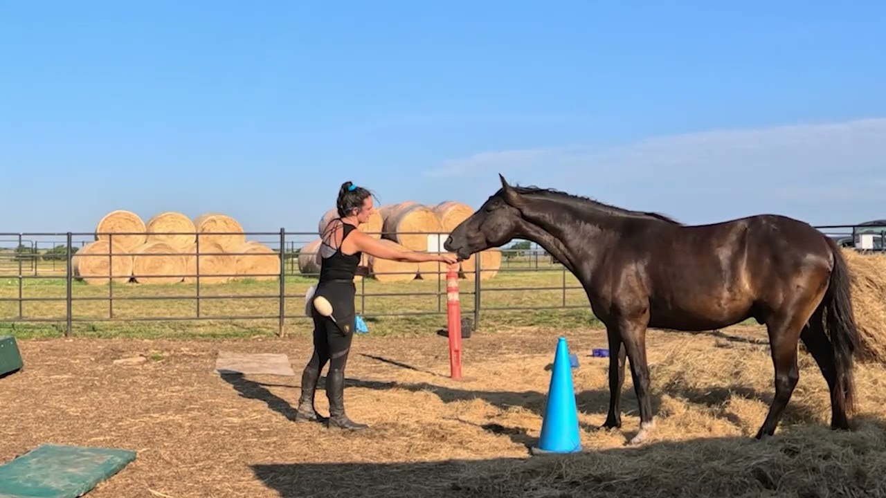 High and Low Value Food Reinforcers