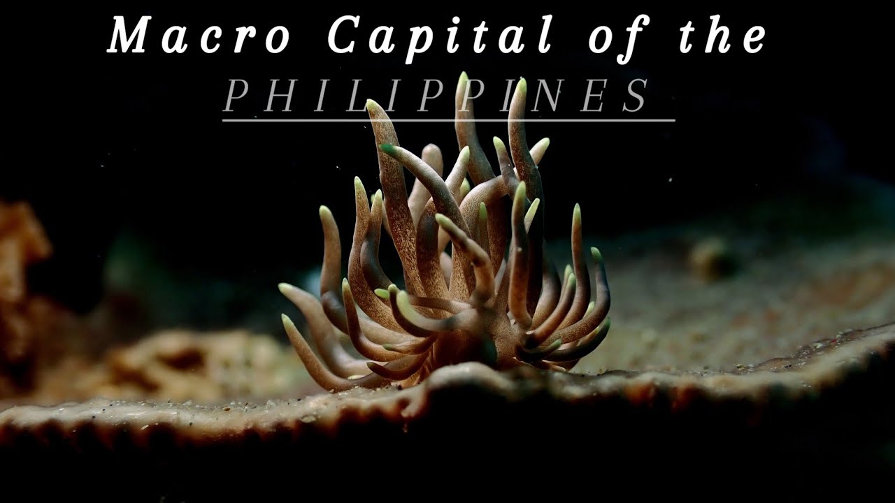 Scubadiving at Anilao/macro capital of the Philippines