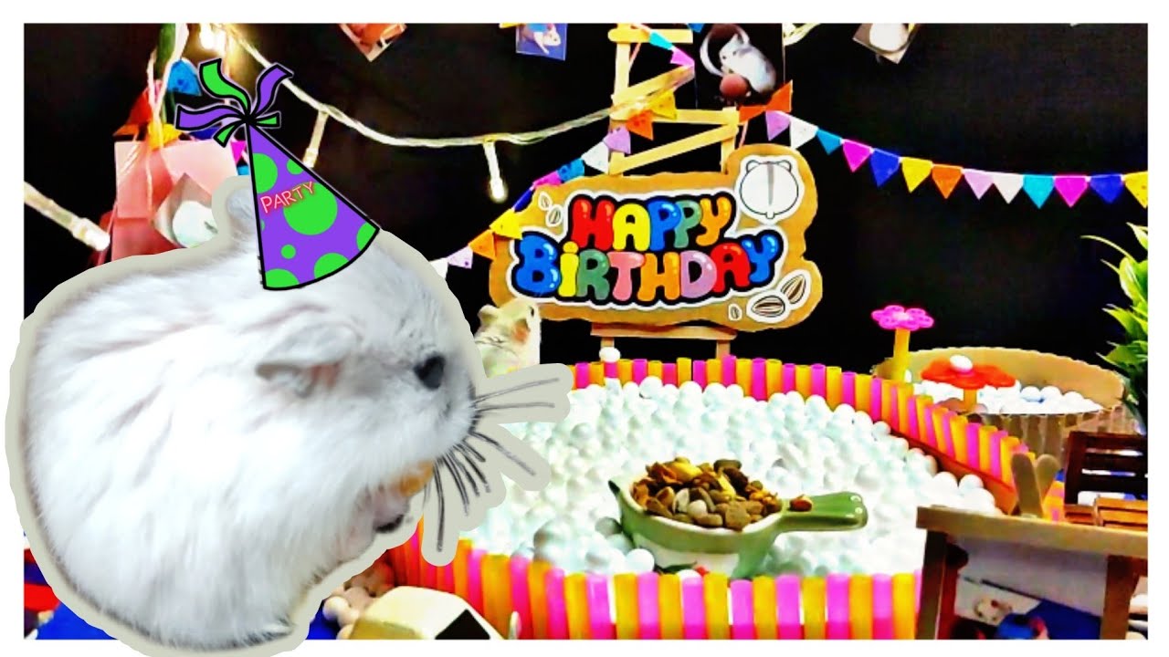 1st birthday party🎁 | #Hamster 🐹