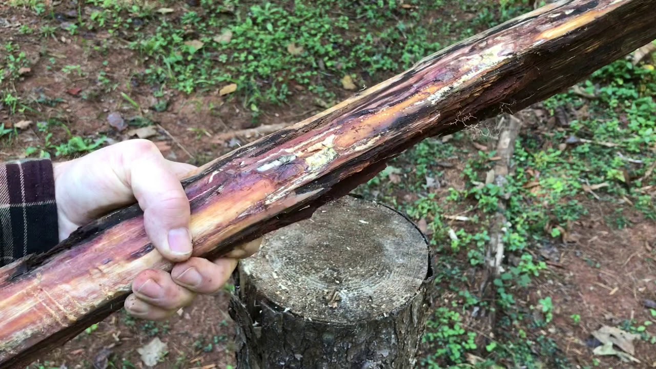 Finding The Hidden Fatwood in the Woods!