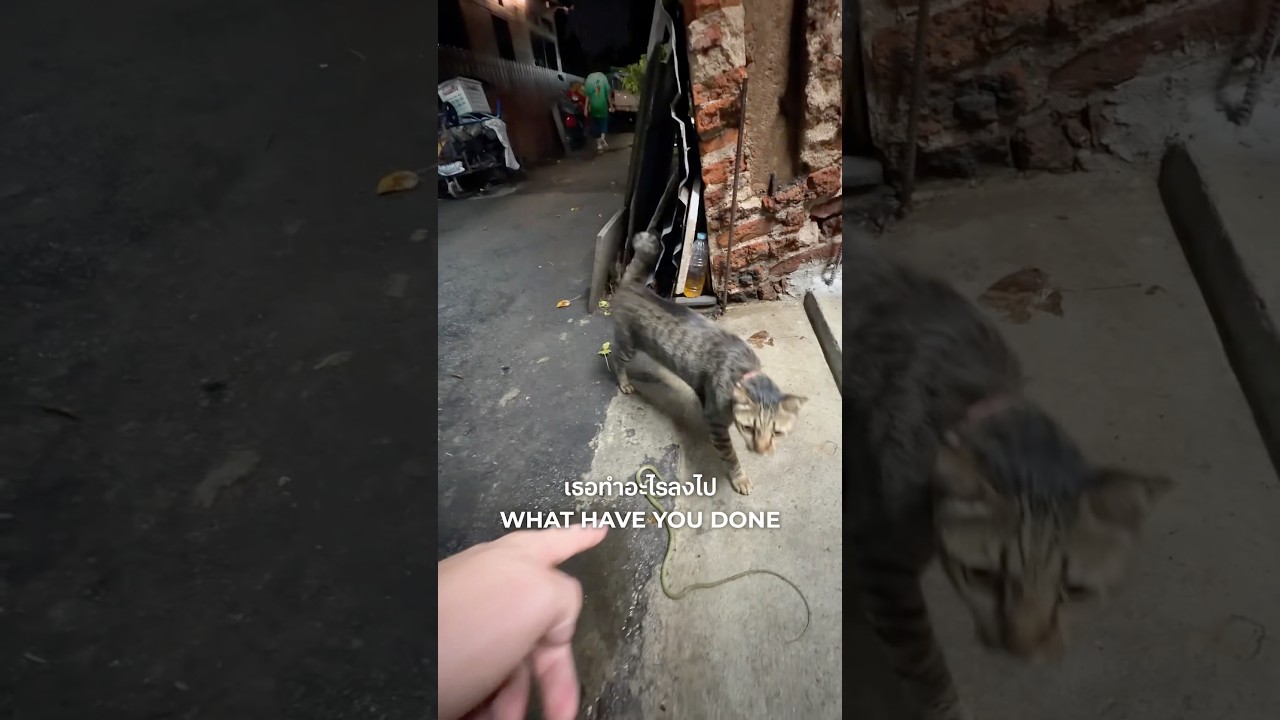 Кот против змеи против летучей мыши 🦇 🐈&zwj;⬛🐍🇹🇭#таиланд #бангкок #кот #змея #летучаямышь